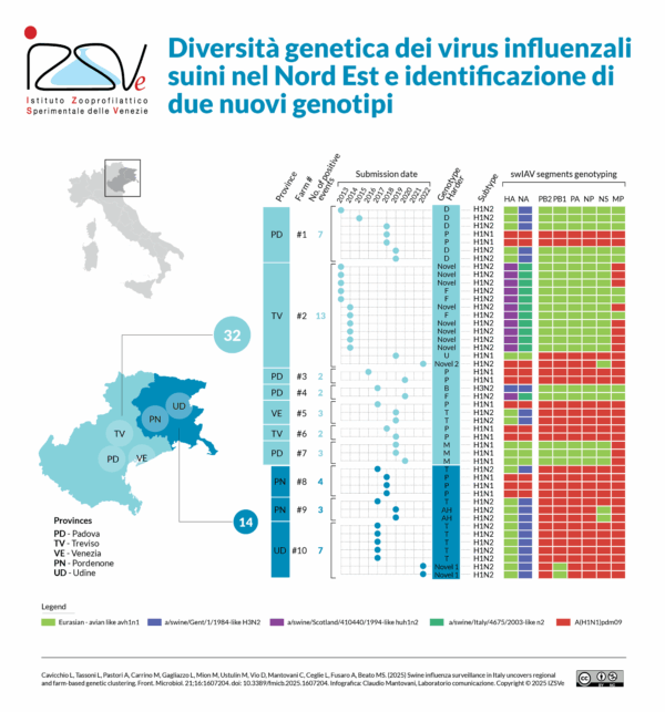 Diversità genetica dei virus influenzali suini nel Nord Est e identificazione di due nuovi genotipi