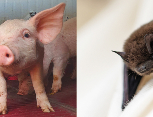 Uno studio One Health getta nuova luce sul complesso intreccio fra pipistrelli, allevamenti suini e virus
