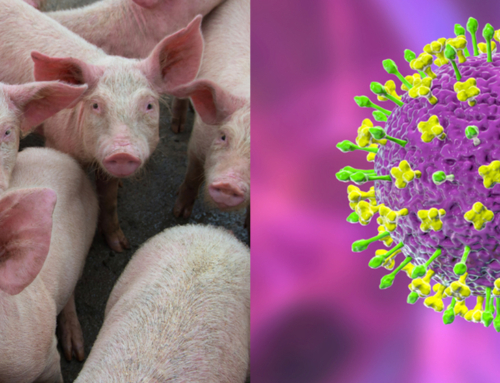 Diversità genetica dei virus influenzali suini nel Nord Est e identificazione di due nuovi genotipi