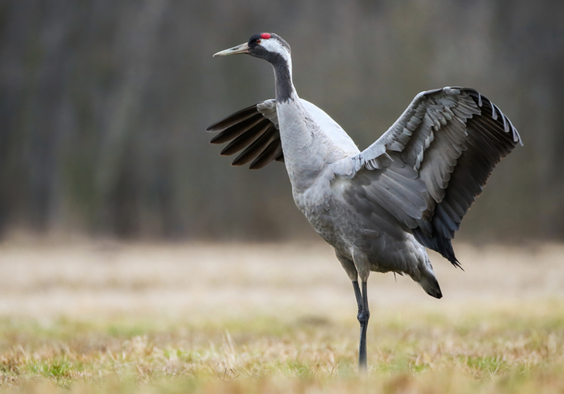 Gru comune (grus grus)