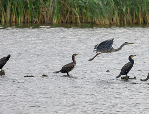 Influenza aviaria in Europa: impennata nel rilevamento dei casi. Imperativo rafforzare la sorveglianza e applicare stringenti misure di biosicurezza