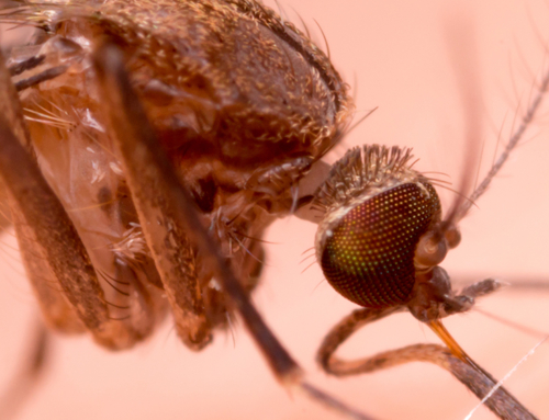 Uno studio rivela le origini della zanzara urbana che trasmette il virus West Nile all’uomo