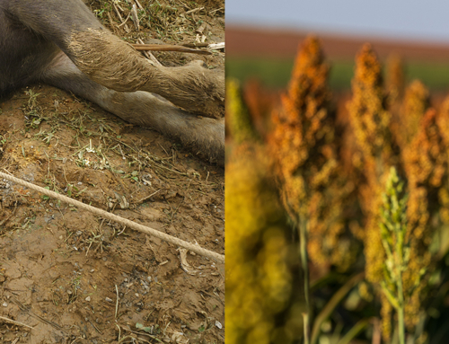 Avvelenamenti animali da piante, aggiornati i protocolli diagnostici IZSVe