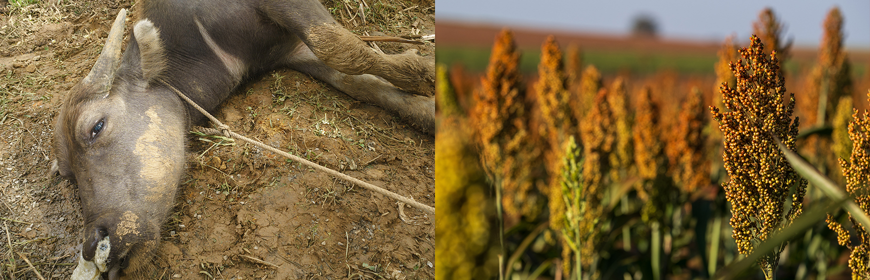 Avvelenamenti animali da piante, aggiornati i protocolli diagnostici IZSVe