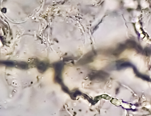 Corso ECM webinar / Animal mycosis and antifungal resistance in an One Health scenario