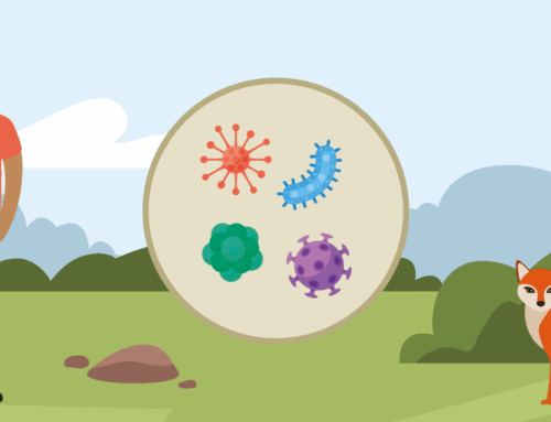 Cosa sono le zoonosi? [Video]