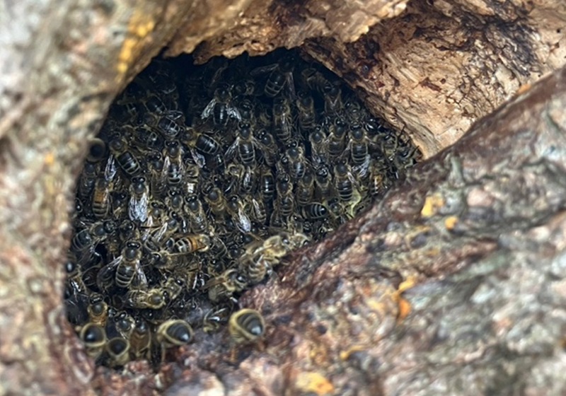 Apis mellifera - alveare selvatico 1