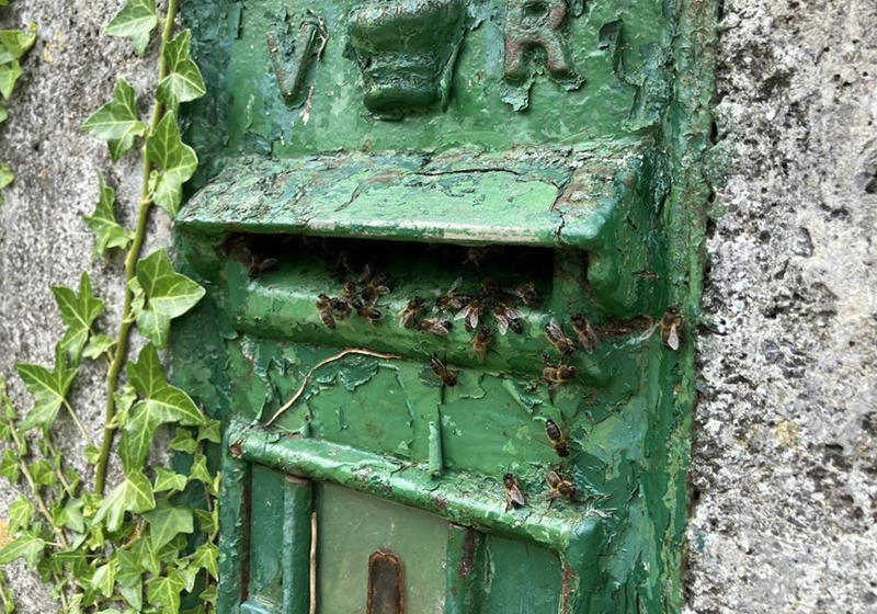 Apis mellifera - alveare selvatico 2