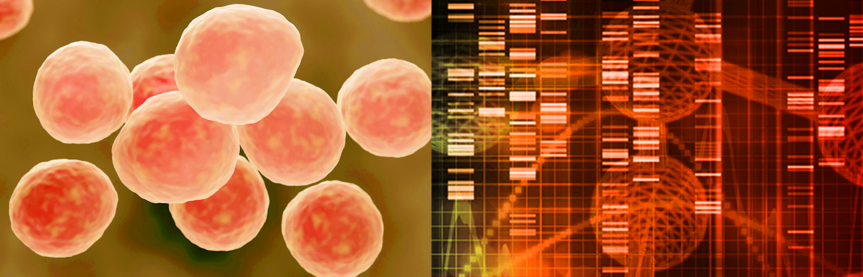 Genotipizzazione di micoplasmi