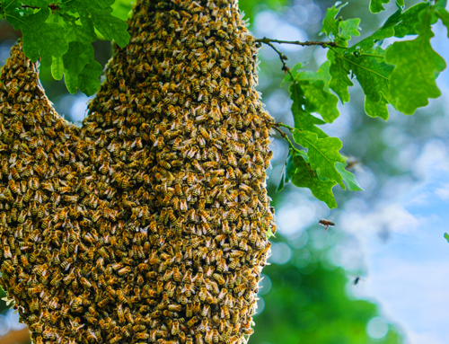 Le popolazioni di api mellifere selvatiche dell’Unione Europea sono in pericolo