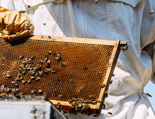 Ciclo di webinar / Api sotto la lente: salute, analisi e produzioni