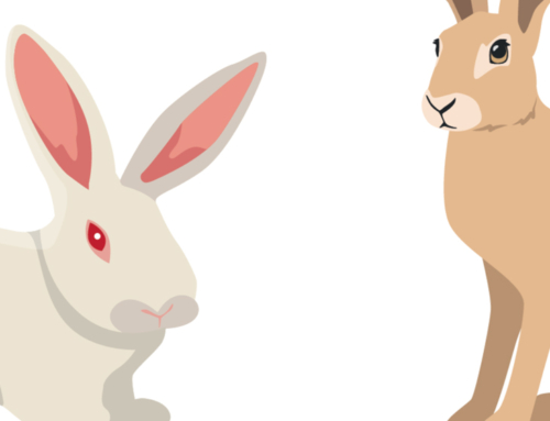 Corso online / Percorso formativo per operatori lagomorfi (D.M. 6 settembre 2023)