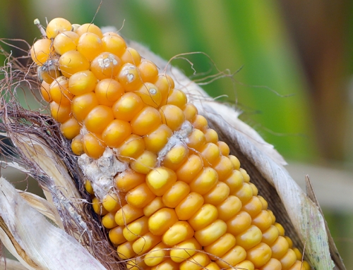 Cosa sono le micotossine? [Video]