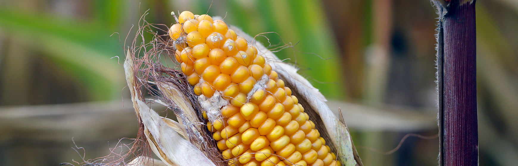 Cosa sono le micotossine? [Video]