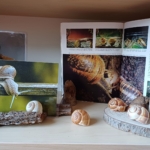 Nido aziendale «Marameo» 2026