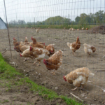 Azienda agricola Al Confin