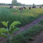 Azienda agricola Al Confin