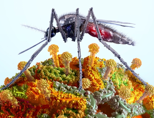 Convegno ECM “Arbovirosi, nuove sfide per l’Italia”. Verona, 19-20 maggio 2026