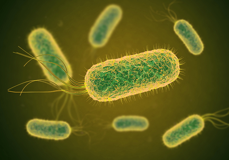 Escherichia Coli STEC