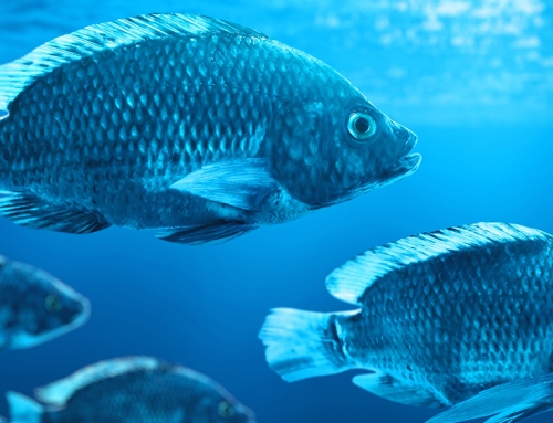 AquaVET, un progetto per la salute degli animali e degli ecosistemi acquatici del Mediterraneo e dell’Africa subsahariana