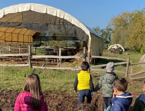 Progetto RASO, open day della fattoria sociale “Al Confin”. Mercoledì 15 aprile 2026 a Camisano Vicentino