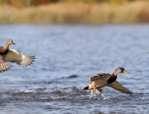 Webinar “Il modello One Health tridimensionale nella prevenzione dell’influenza aviaria”. Venerdì 8 maggio 2026