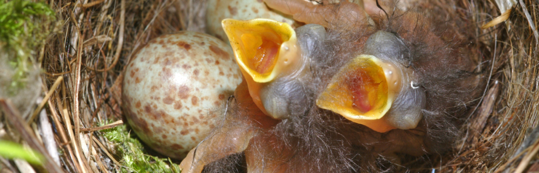 Il controllo precova nella prevenzione delle patologie degli uccelli ornamentali