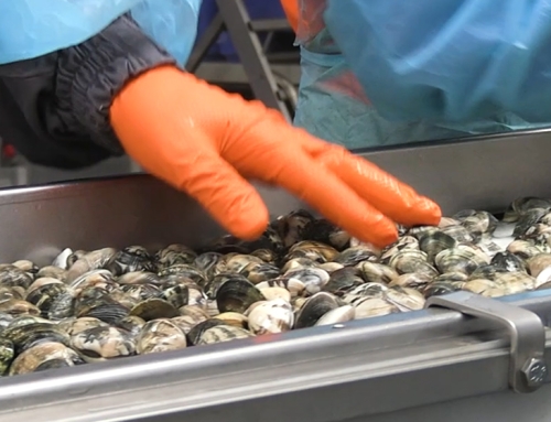 Come funzionano i controlli sanitari sui molluschi bivalvi? [Video]
