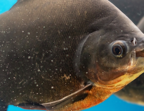 GIS e salute degli animali acquatici: la collaborazione tra IZSVe ed Embrapa