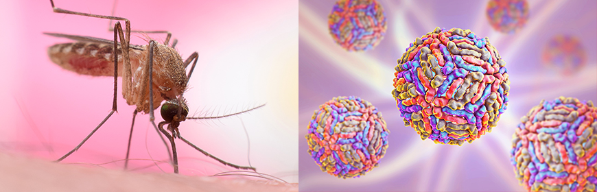 West Nile Disease