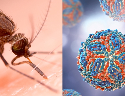 West Nile in Veneto: la sorveglianza integrata rileva una circolazione virale superiore al 2025