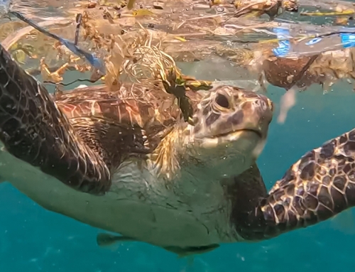 Appunti di scienza: microplastiche [Opuscolo]