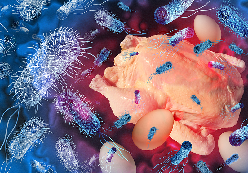 Salmonella infantis nei prodotti avicoli