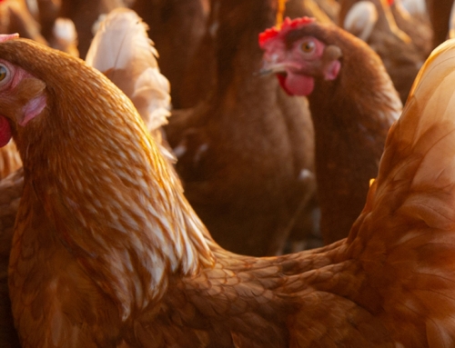 Influenza aviaria, l’Italia avvia il primo progetto pilota di vaccinazione negli allevamenti avicoli